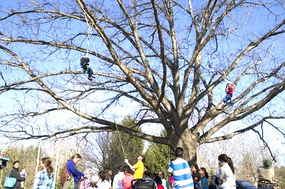 Goshen's Urban Forest